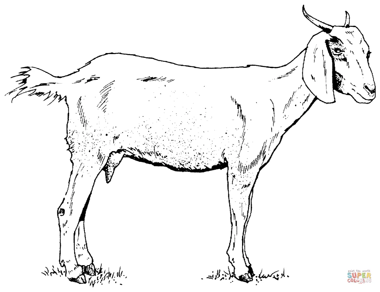 Goat printables coloring pages coloring home