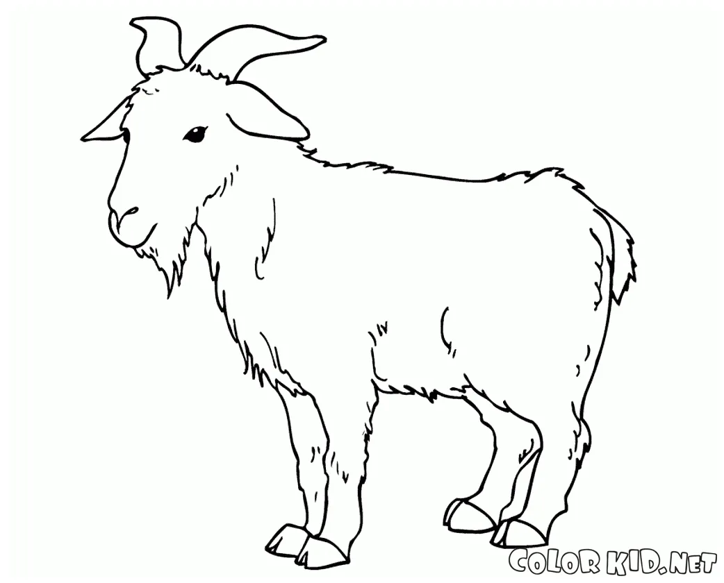 Coloring page goat grazing