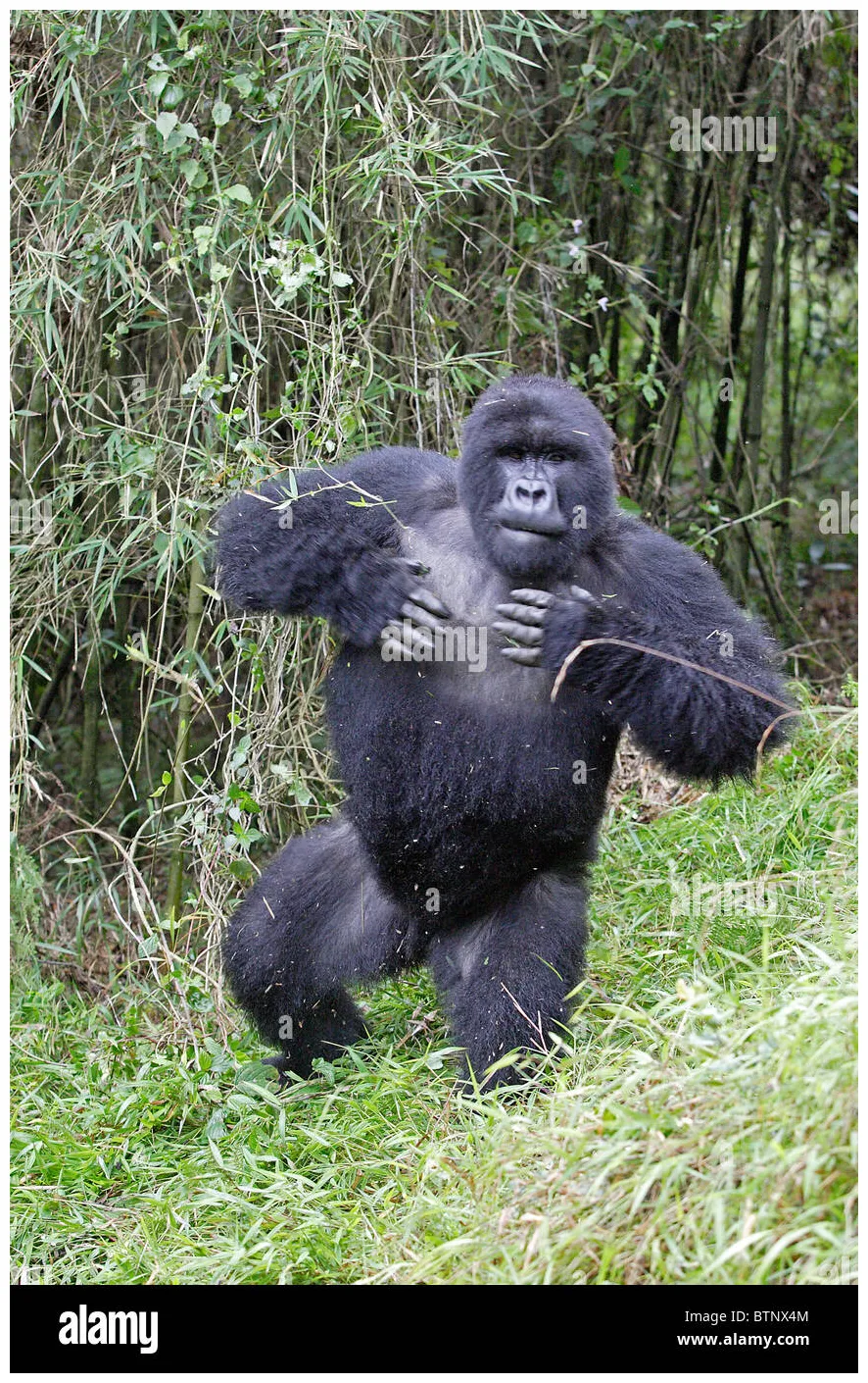 Gorilla beating chest hi-res graphy and s alamy