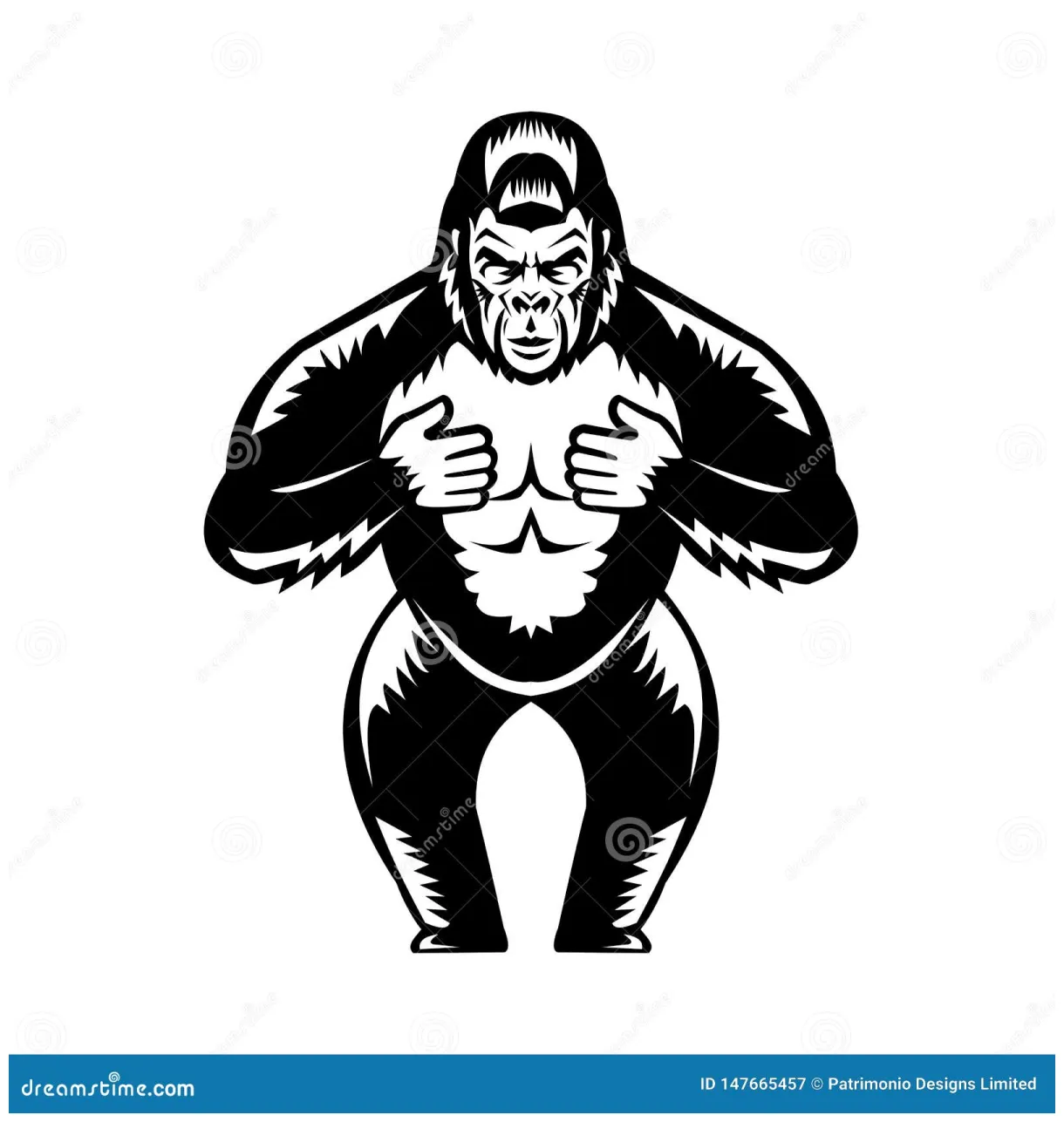 Silverback gorilla beating chest woodcut stock vector illustration of