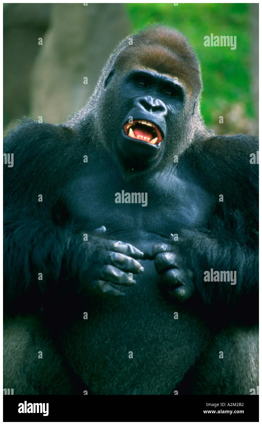 Gorilla beating chest hi-res graphy and s alamy printable coloring page