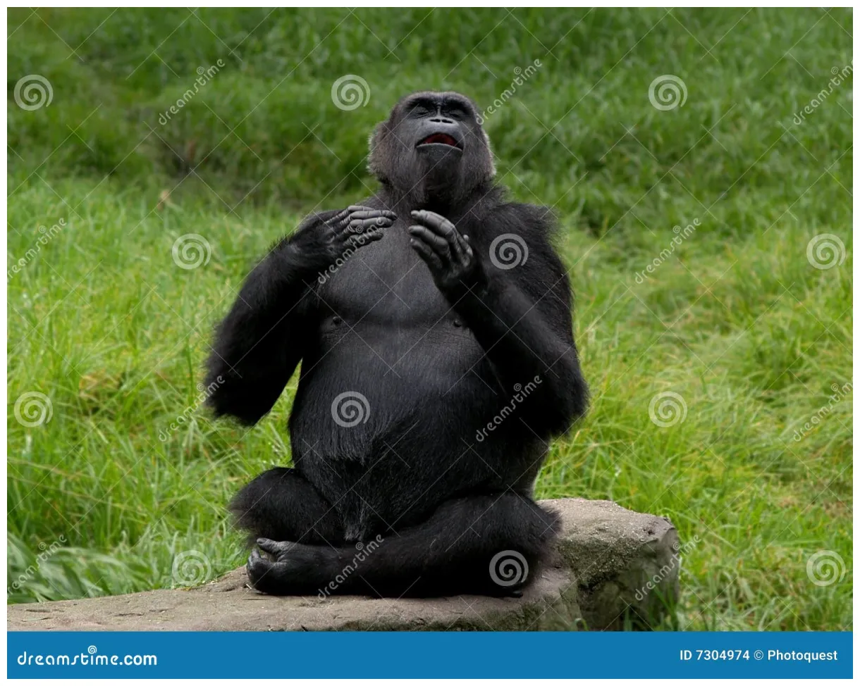 Gorilla beating chest . of outdoors, wildlife 7304974