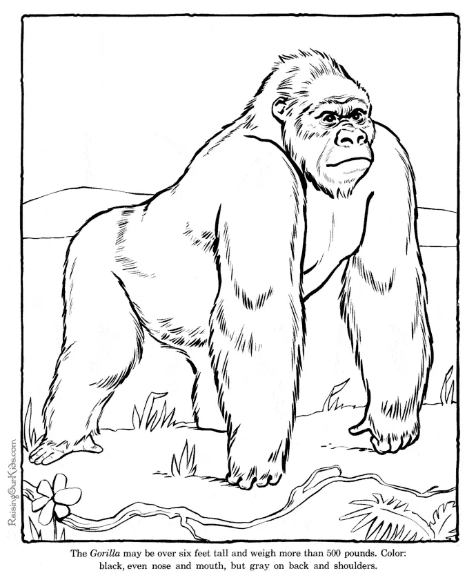 Animals town animals color sheet gorilla