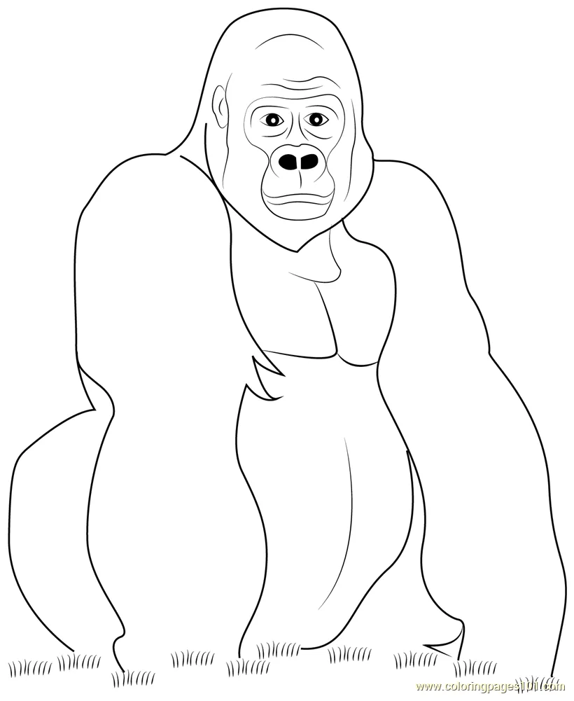 Gorilla look at you coloring page for kids free gorilla printable
