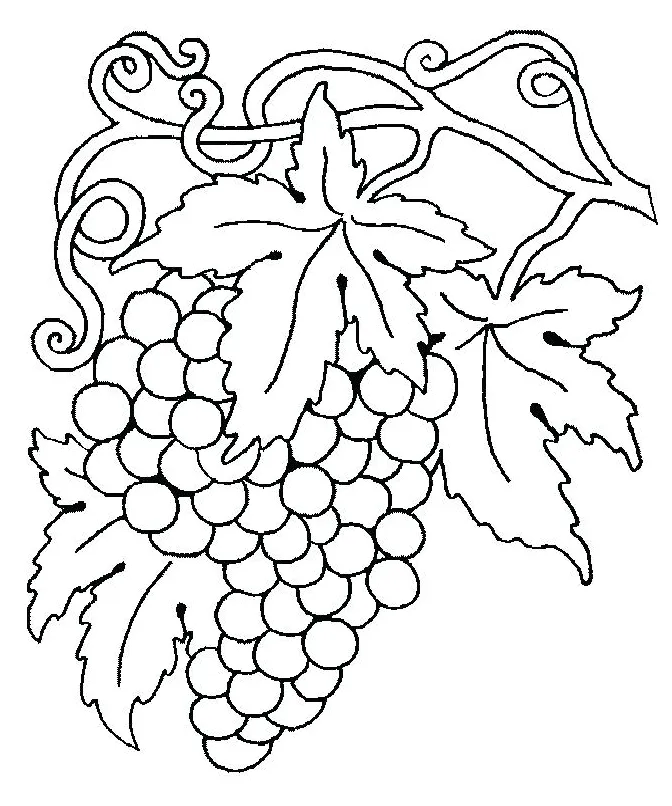 Grape Vine Coloring Page at GetColorings.com | Free printable colorings