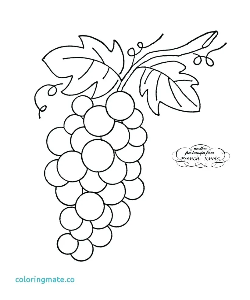 Grape Vine Coloring Page at GetColorings.com | Free printable colorings