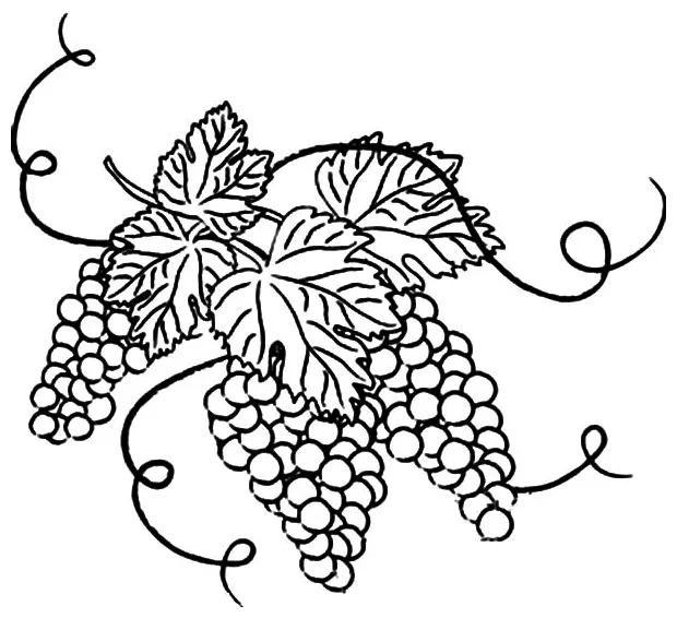 Grape Vine Coloring Page at GetColorings.com | Free printable colorings
