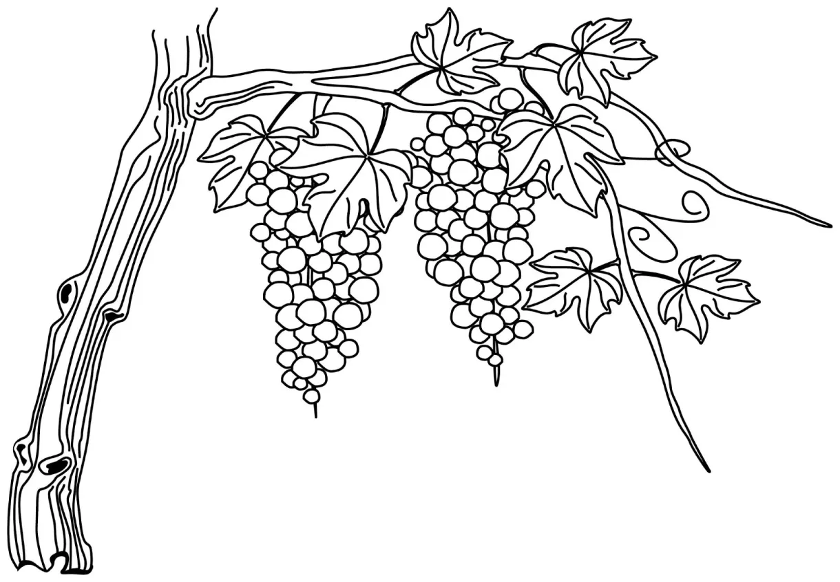 Grape Vine Coloring Page Coloring Pages