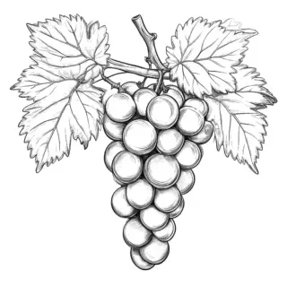 Grape vine coloring page Lulu Pages