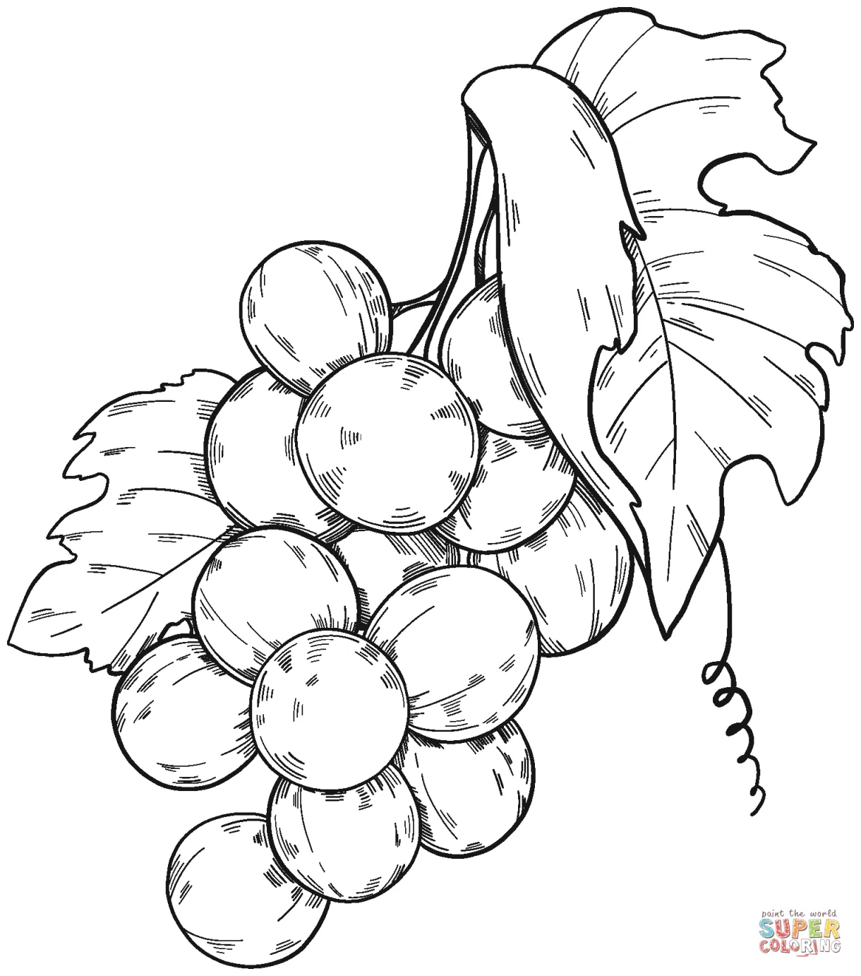 Grape Vine Coloring Page Coloring Pages