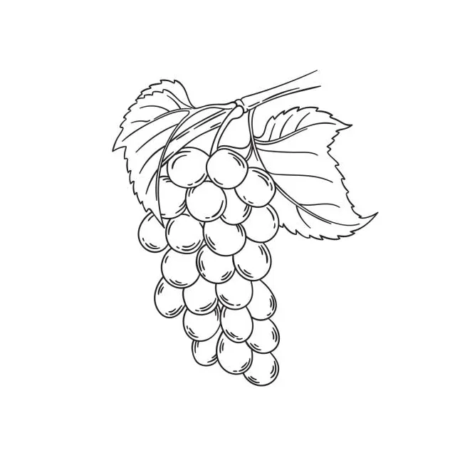 Grape Vine Coloring Page Coloring Pages