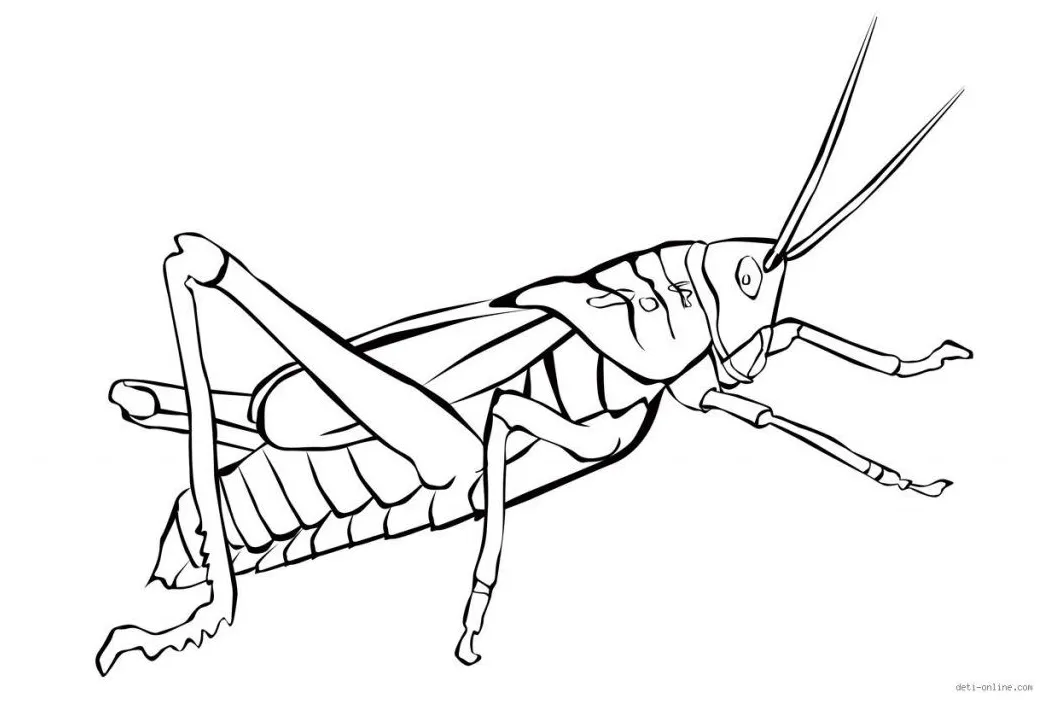 Free grasshopper coloring pages coloring home