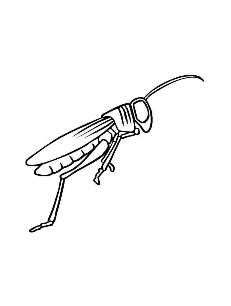 Simple grasshopper coloring page