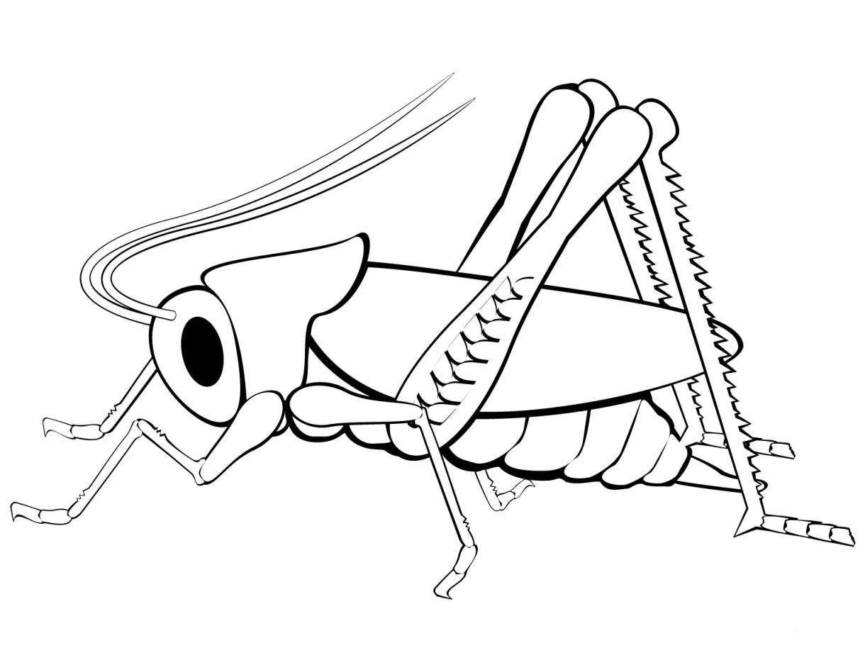 Grasshopper coloring page colouringpages