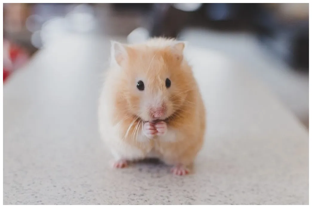 Los 11 tipos de hÁmsters más bonitos del mundo ¡fotos y curiosidades!