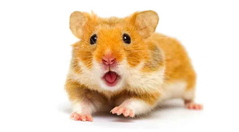 500 boy hamster names the best options for all male hamsters printable coloring page