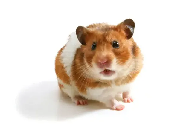 500+ hamster pictures [hq] download free s on unsplash