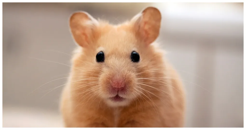 Tipos de hámster las 10 razas más populares blog verdecora
