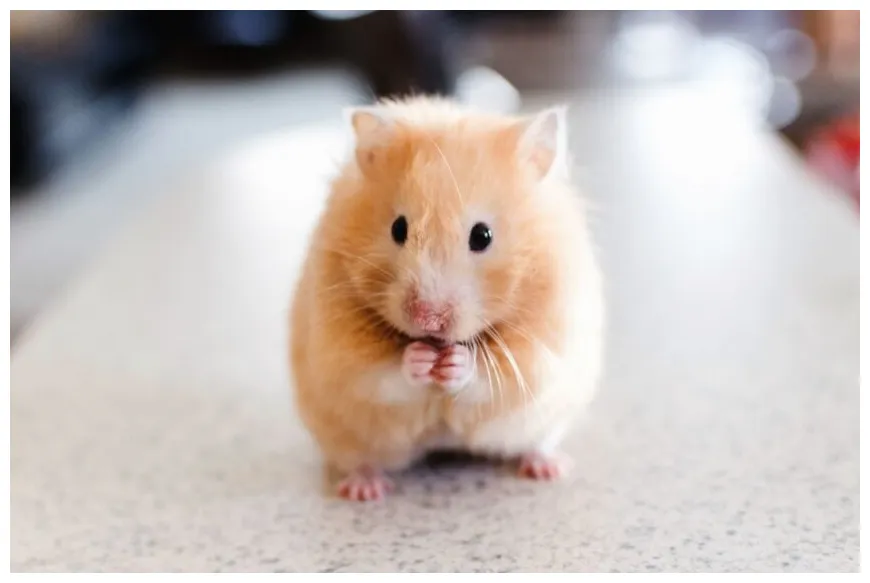 Gambar gratis hamster, hewan peliharaan, hewan, bulu