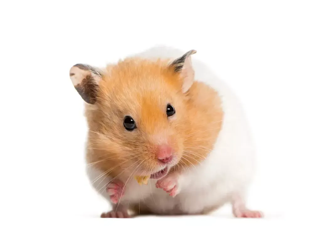 Hamster ruso todo lo que necesitas saber para cuidar a tu mascota