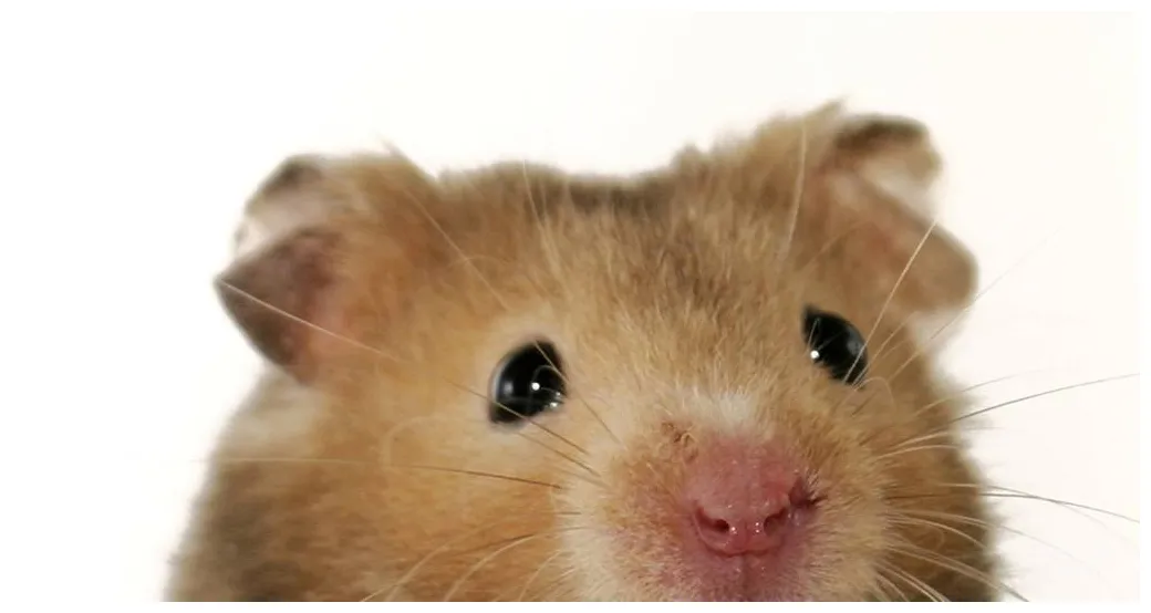 Swedish hamster massage best swedish massage & hampstead spas tatler