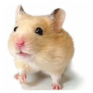 Xhamsterまとめ @xhamstermatome twitter