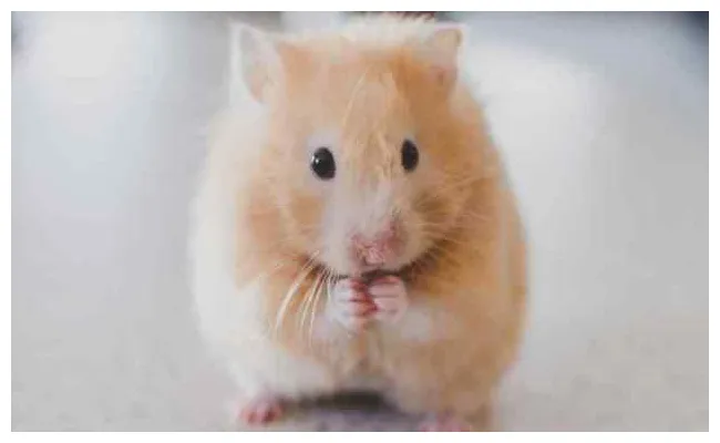 Jenis, klasifikasi, dan anatomi hewan hamster ilmu peternakan