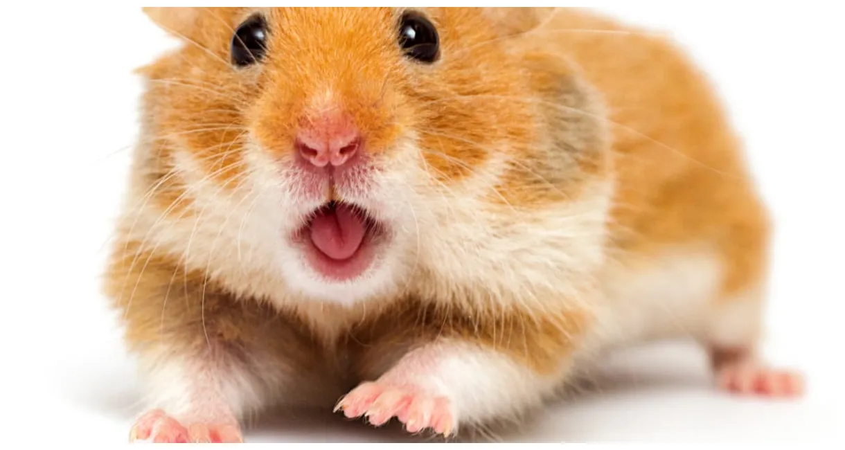Hamster guider usa about.me