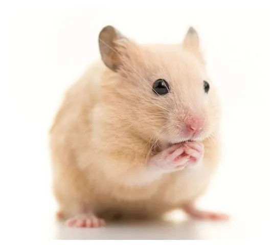 El hÁmster sirio o hámster común cuidados, colores, qué comen, cuánto printable coloring page