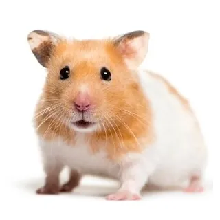 ハムスターの種類人気ランキング！みんながペットにしたいのは？ みんなのランキング