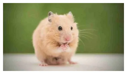 What does it mean to dream of hamster? thepleasantdream