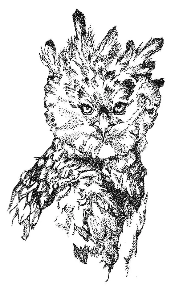 Harpy eagle, harpy eagle coloring pages coloring pages, art, harpy
