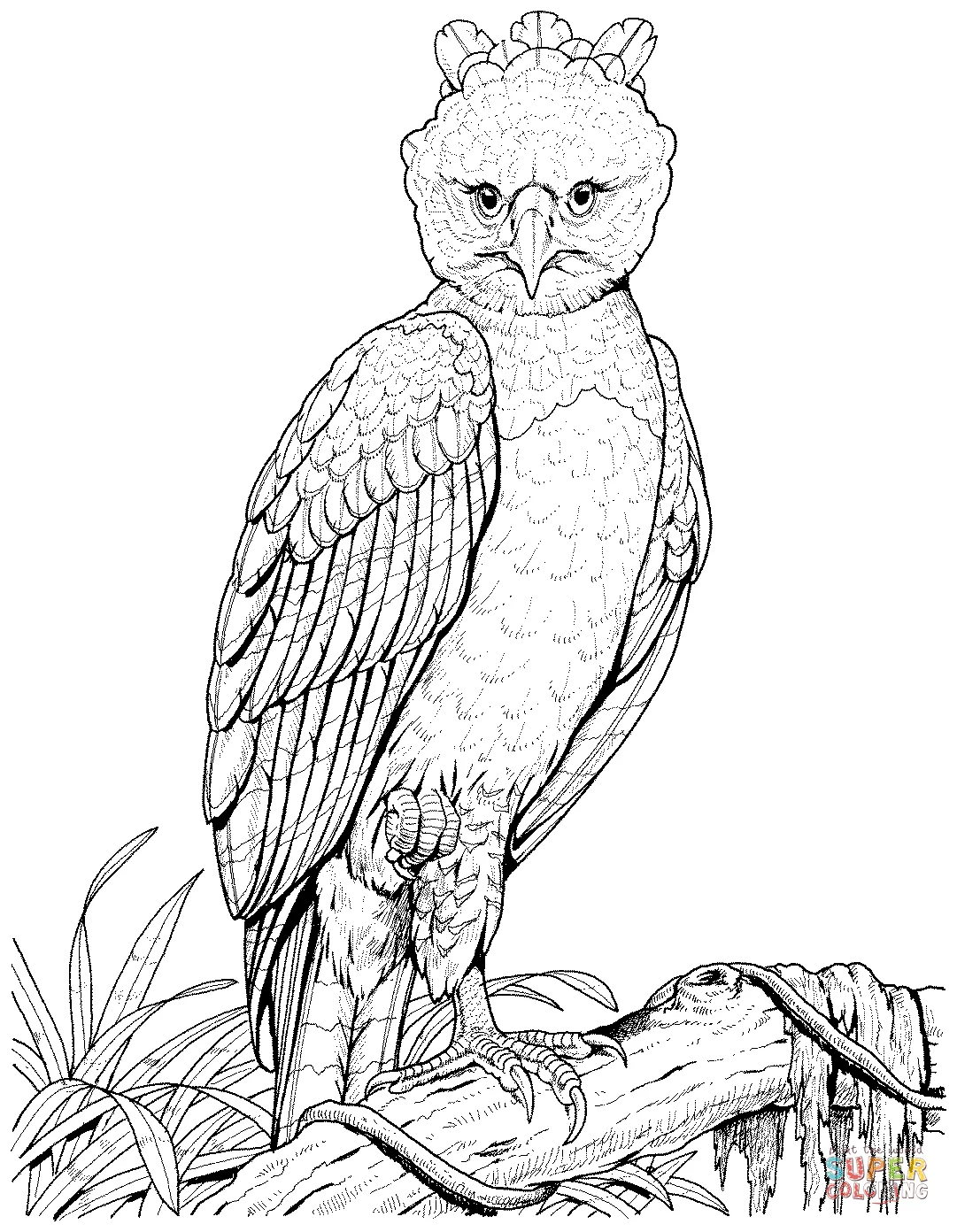 Harpy eagle coloring page free printable coloring pages