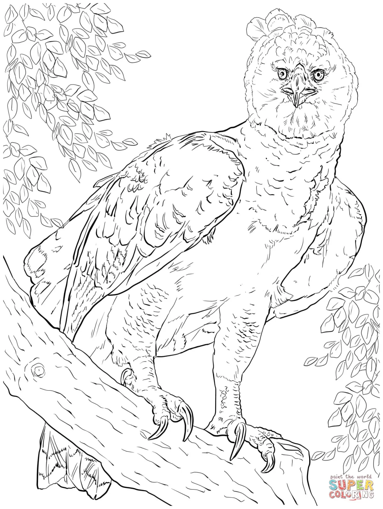 American harpy eagle coloring page free printable coloring pages