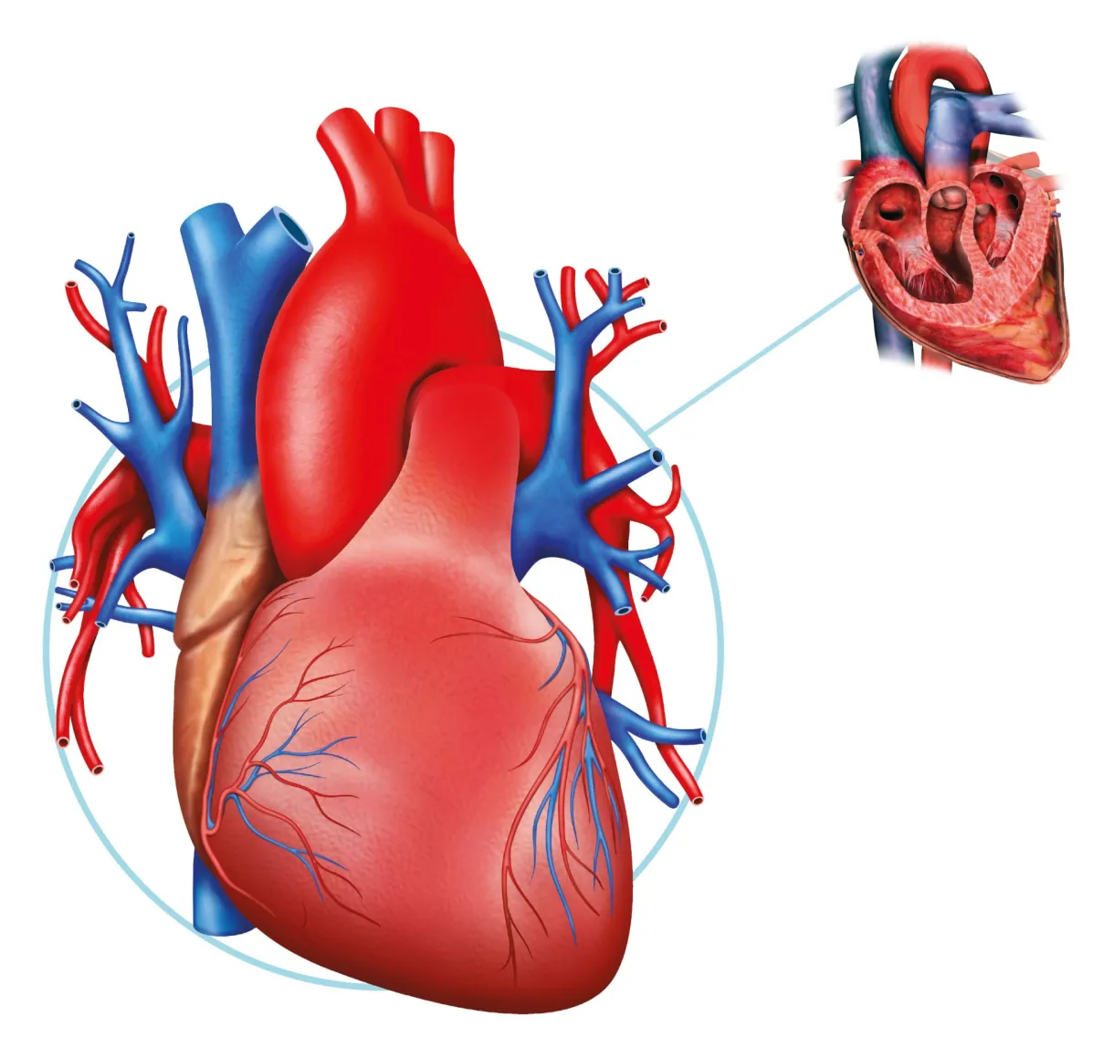 Human heart facts what is the heart dk find out