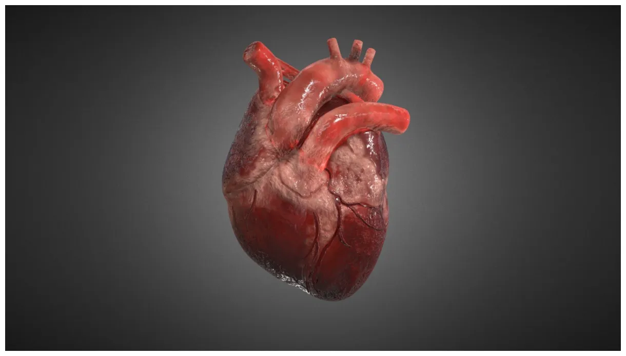 Human heart anatomy drawing at netoaklynnblog blog