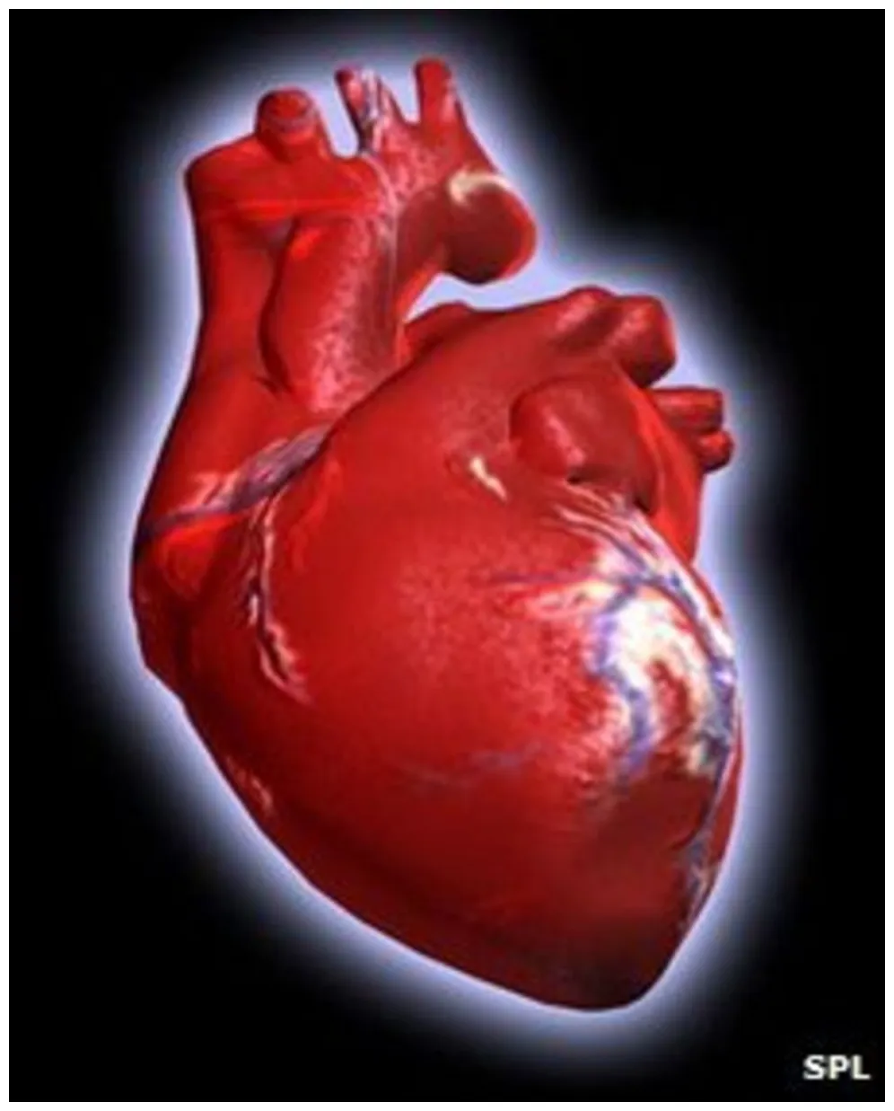 Gene switch 'key to heart health' bbc news