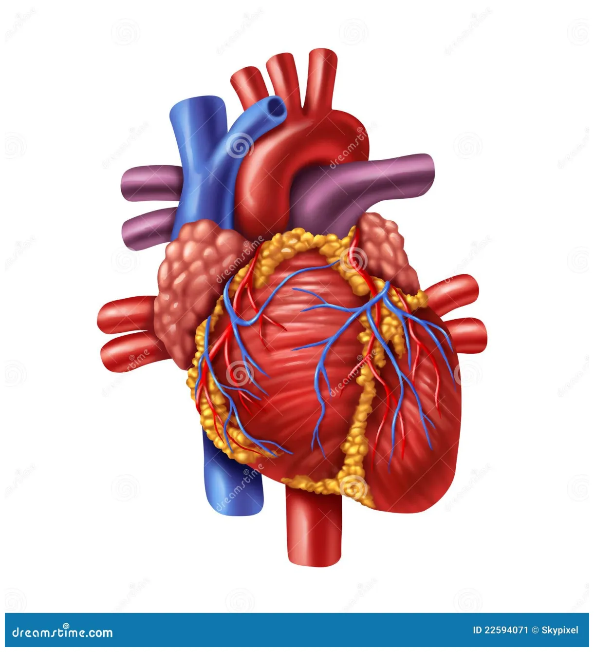 Human heart stock 22594071