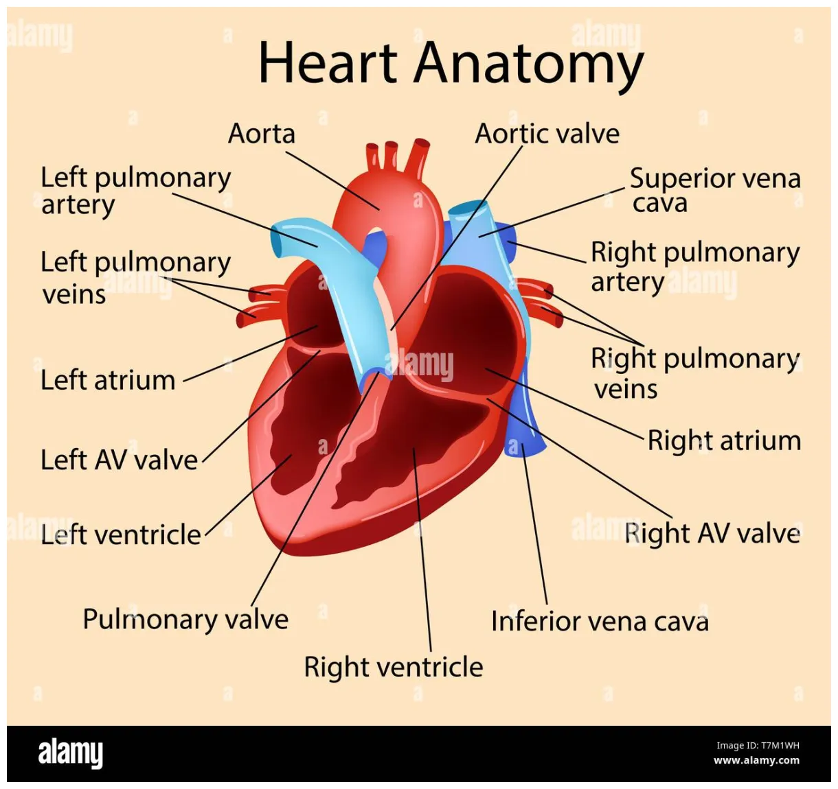 Circulatory system parts