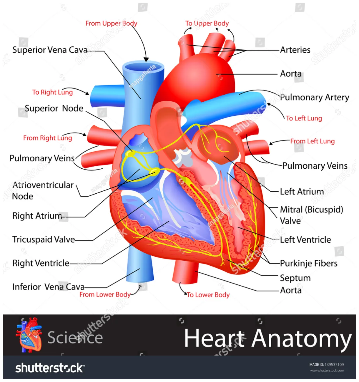 Heart anatomy illustrations
