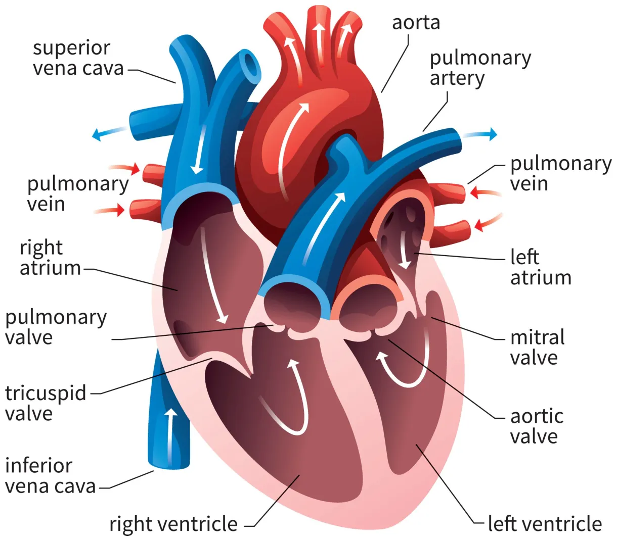 Heart diagram and its parts heart functions human parts chor