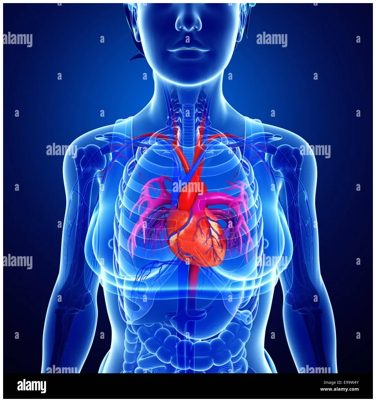 Human anatomy woman heart