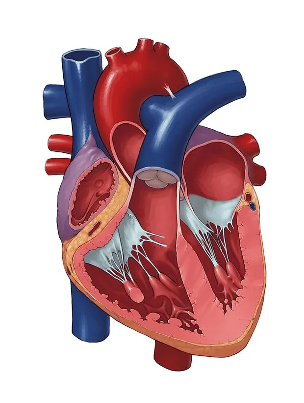 Heart flow diagram no labeled heart anatomy system physiolog