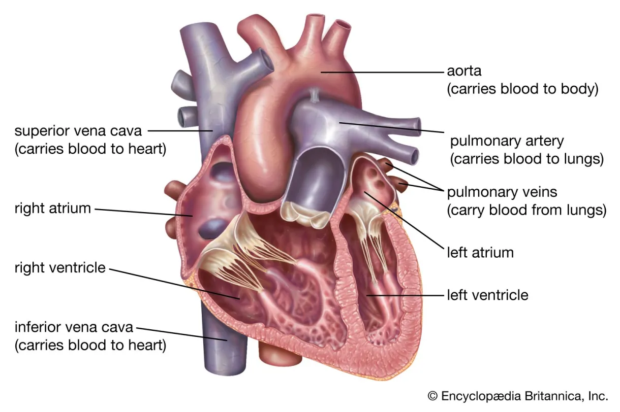 Cardiovascular system diagram easy cardiovascular heart nurs
