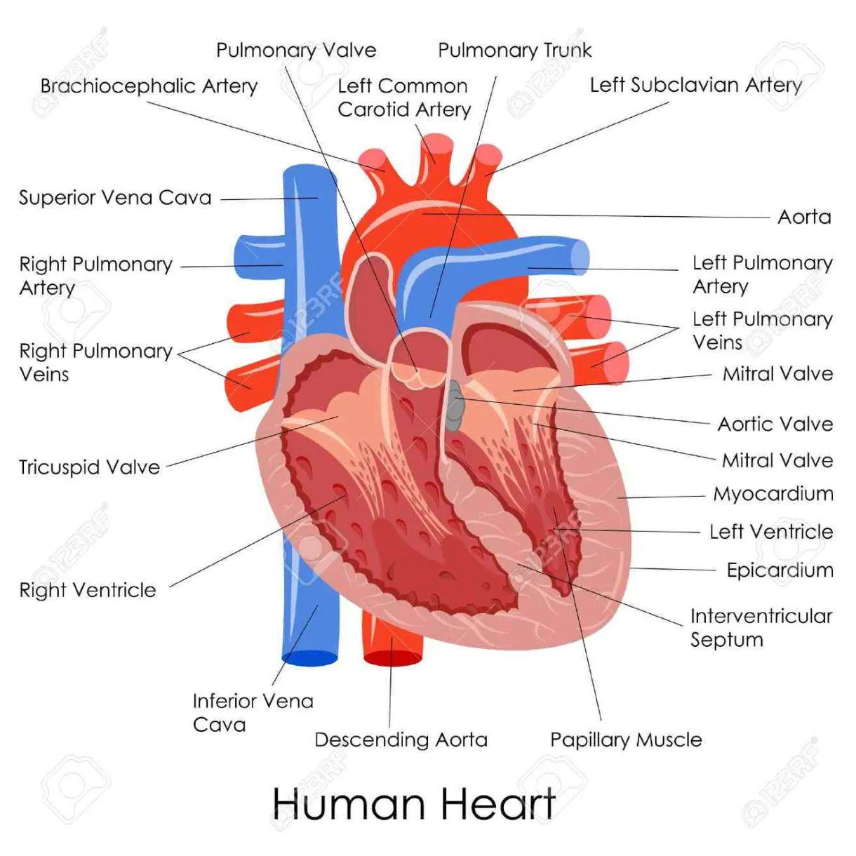 Heart structure diagram labeled the human heart labeled