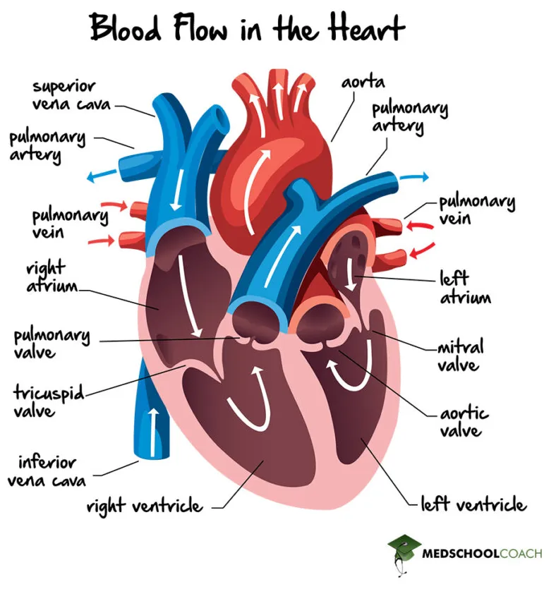 Blood flow and pressure heart diagram chambers pediatric