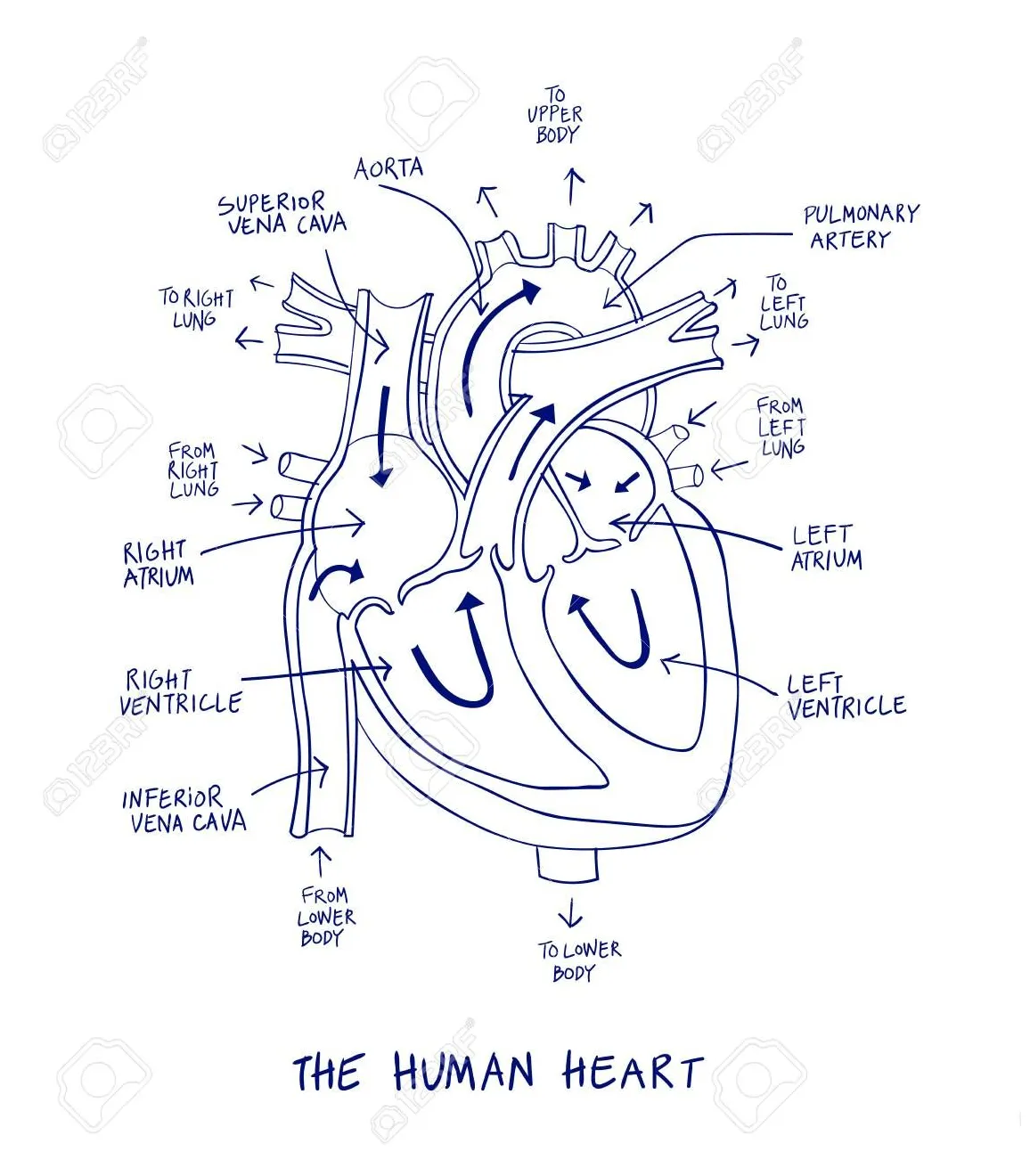 Heart labelling diagram biology 20 labelling the heart