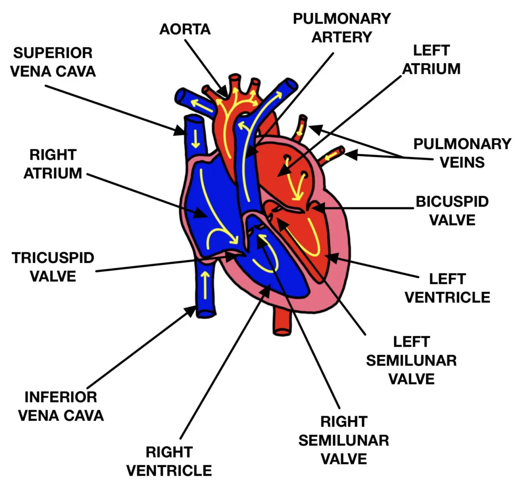 Structure of the heart the science and maths zone