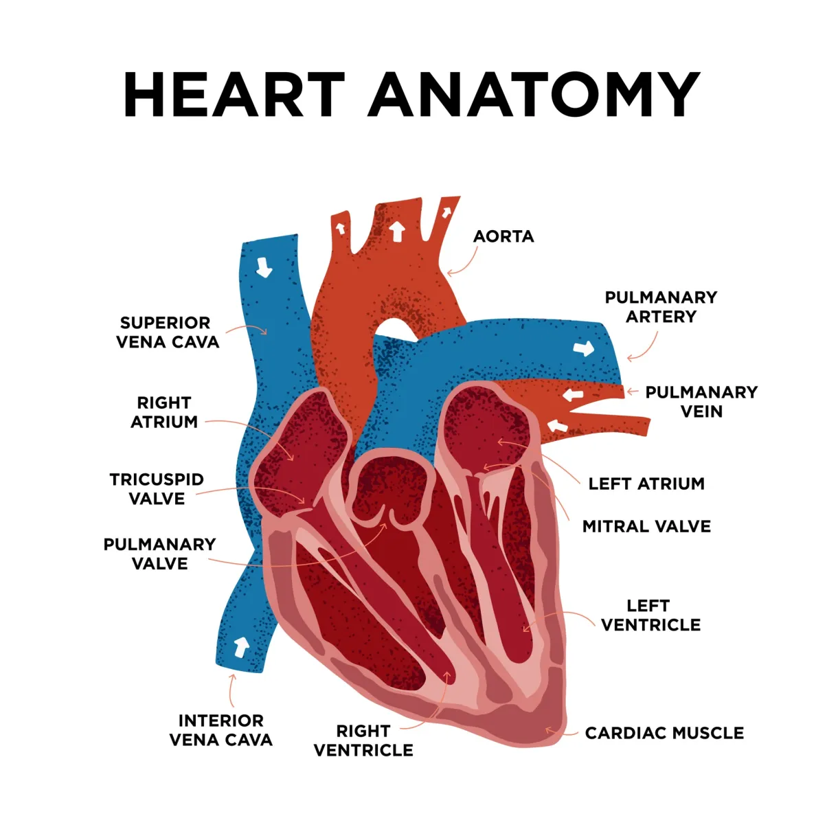Heart anatomy diagram. human heart structure. labelled heart half in
