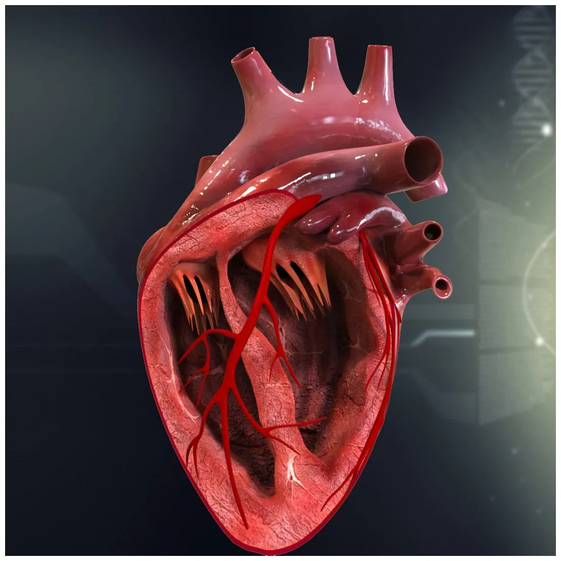 Human heart anatomy 3d